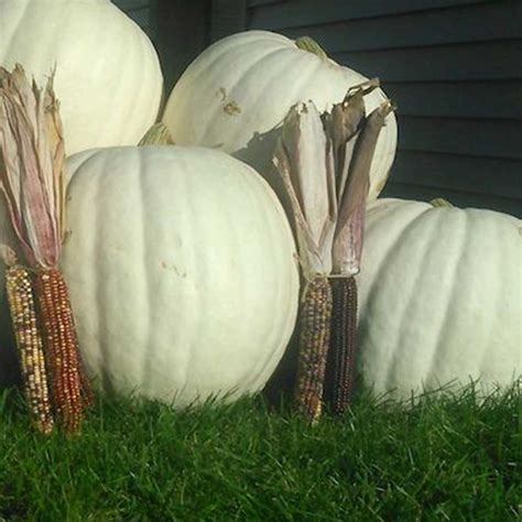 large artificial white pumpkins|extra large foam pumpkins outdoor.